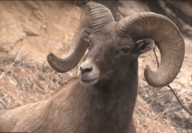 bighorn sheep